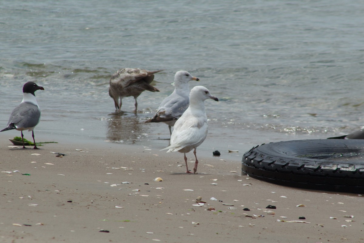 Larus sp. - ML581205211