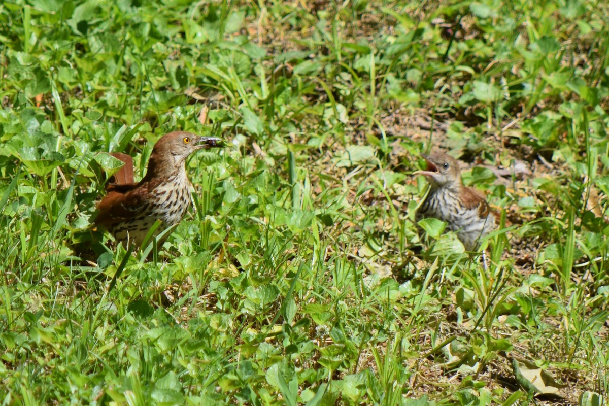 Brown Thrasher - ML581205841