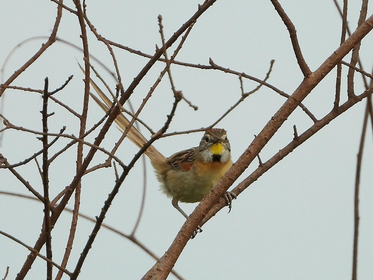 Chotoy Spinetail - Barry Reed