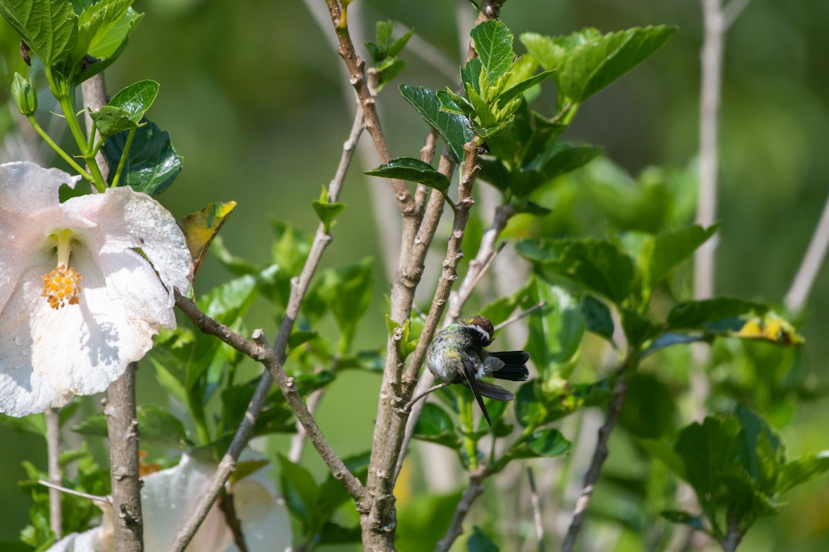 kolibřík bělouchý - ML581206931
