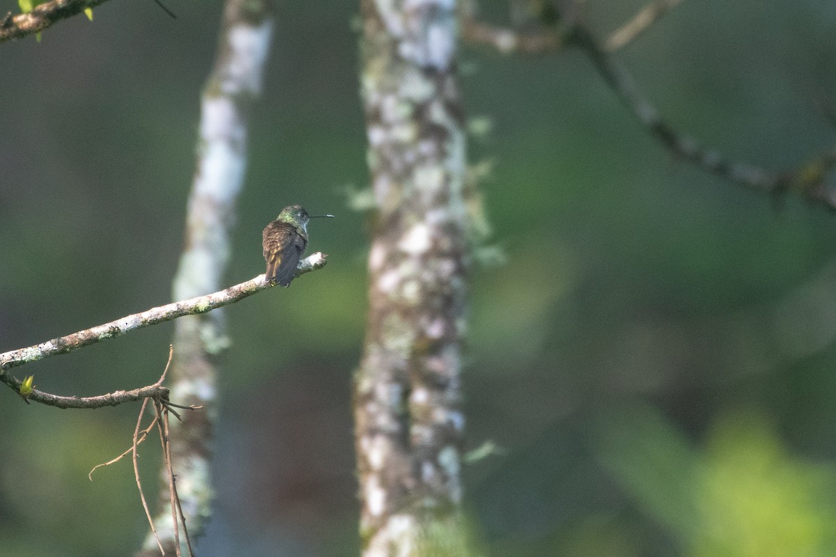 kolibřík azurovotemenný - ML581207391