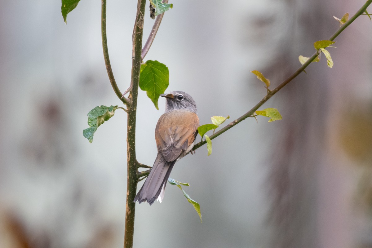 Brown-backed Solitaire - Court Harding