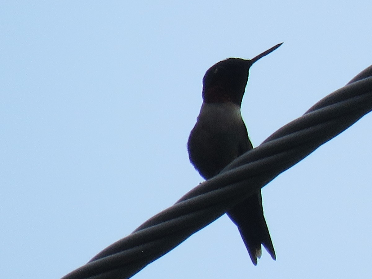Ruby-throated Hummingbird - ML581207461