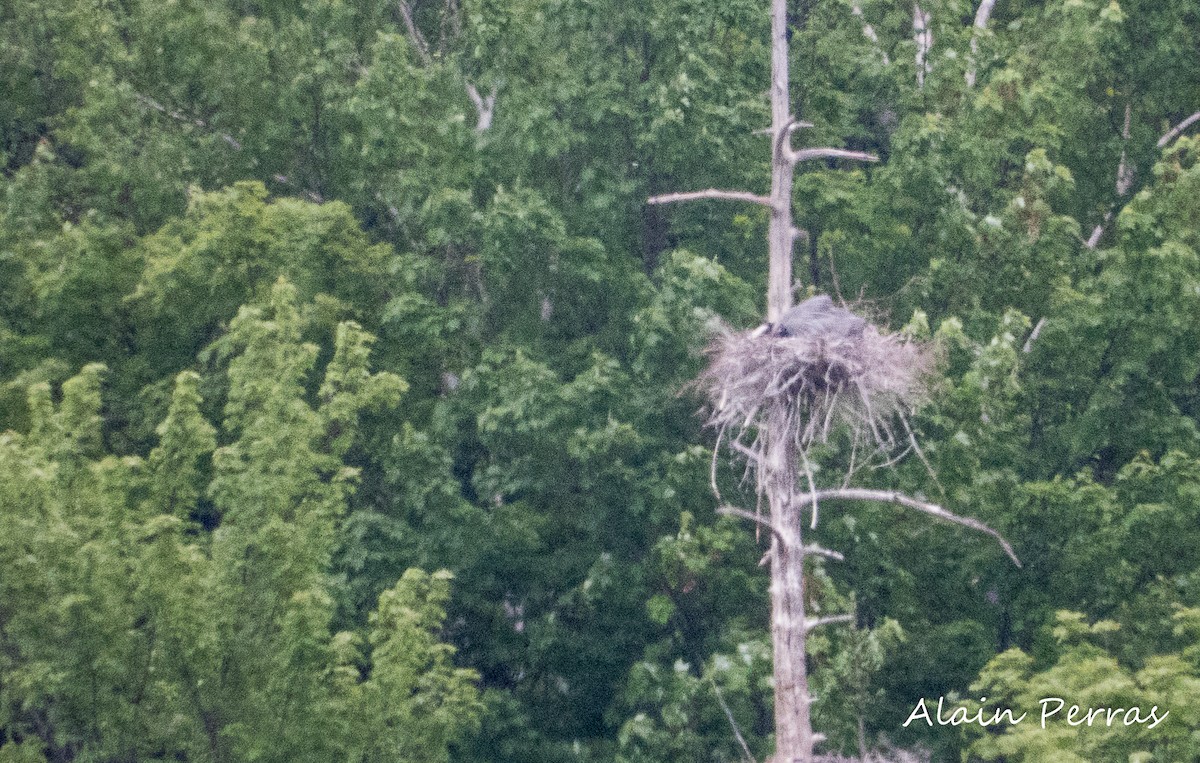 Great Blue Heron - Alain Perras