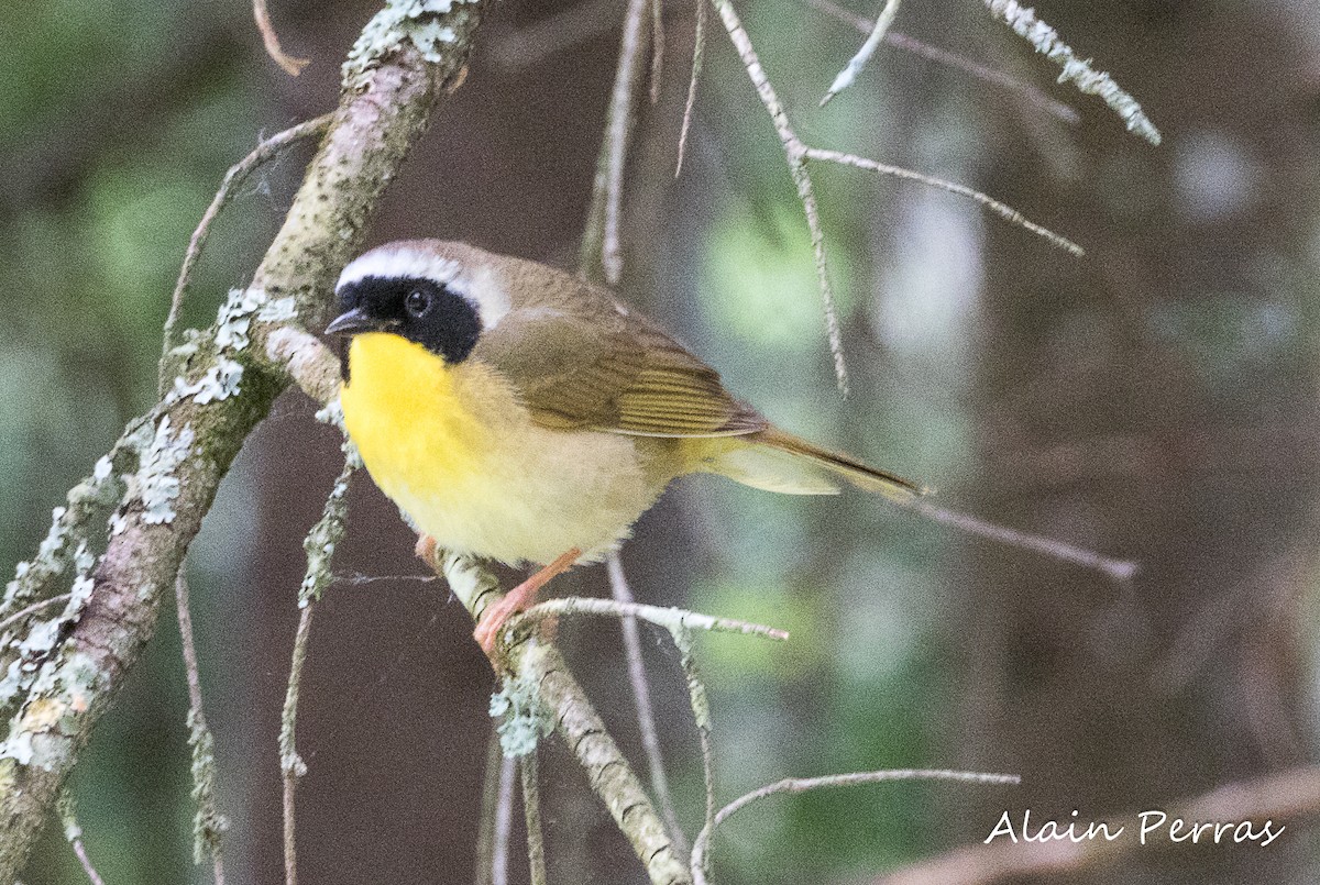 Common Yellowthroat - Alain Perras