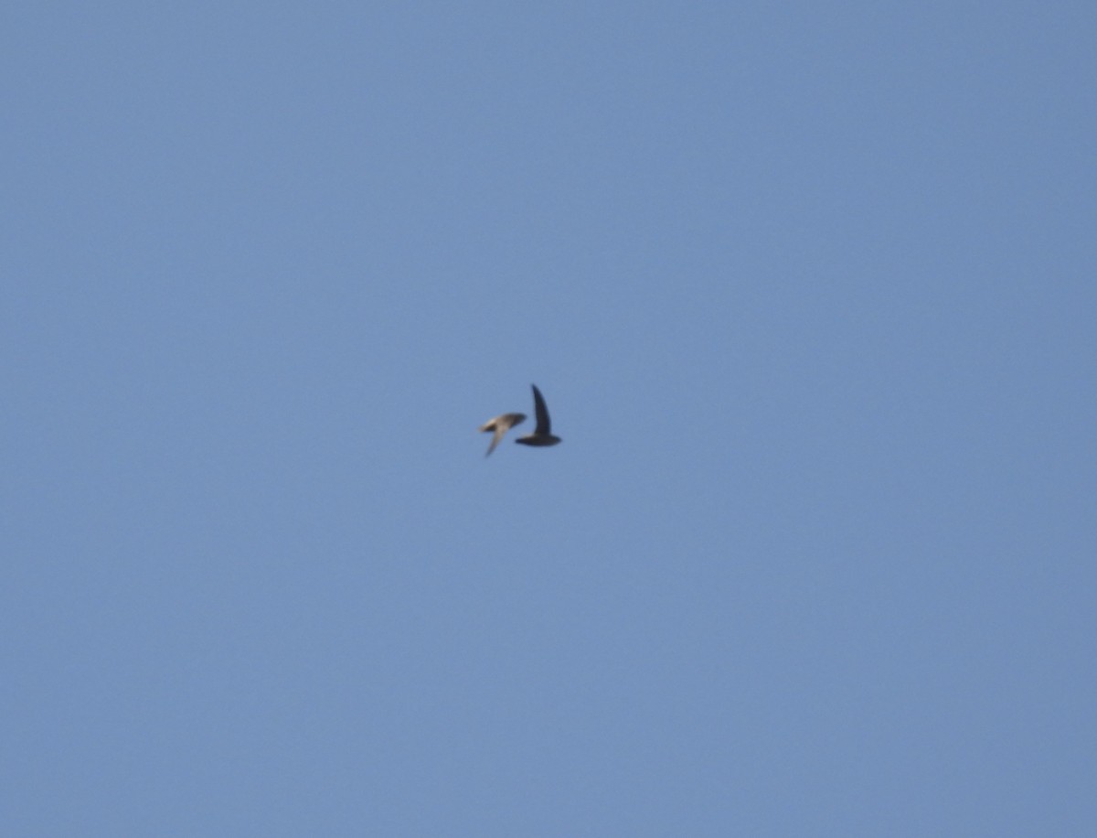 brunseiler - ML581208971