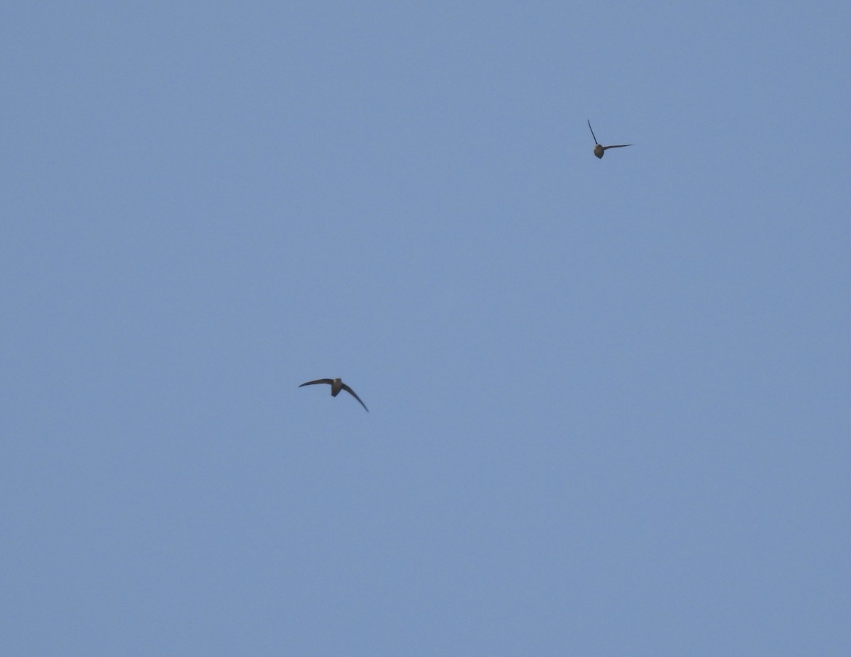 brunseiler - ML581209091