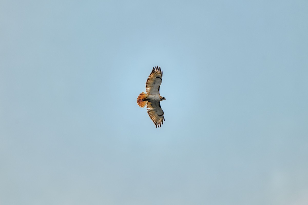 Red-tailed Hawk - Cole Penning