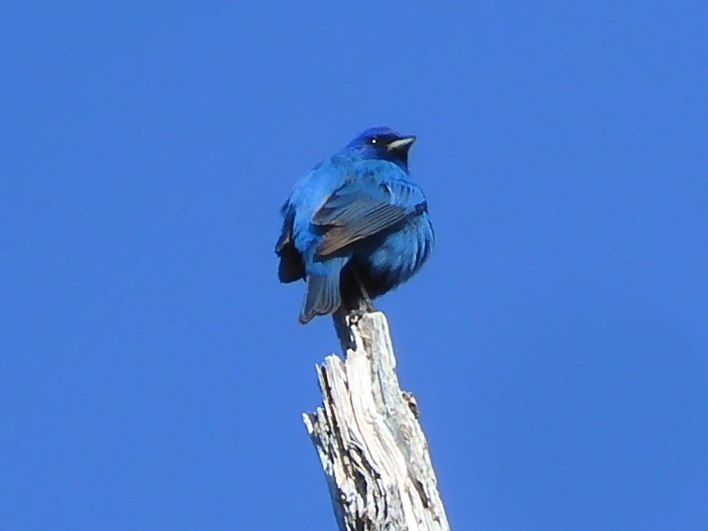 Indigo Bunting - ML581211471