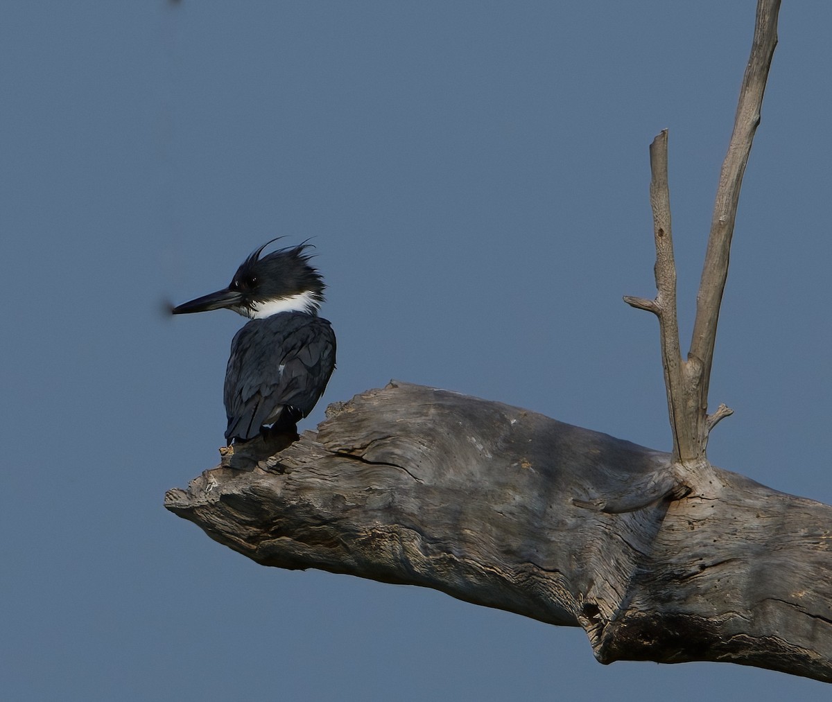 Belted Kingfisher - ML581212011