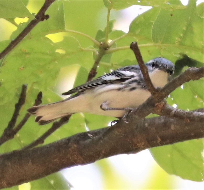 Cerulean Warbler - Herbert King