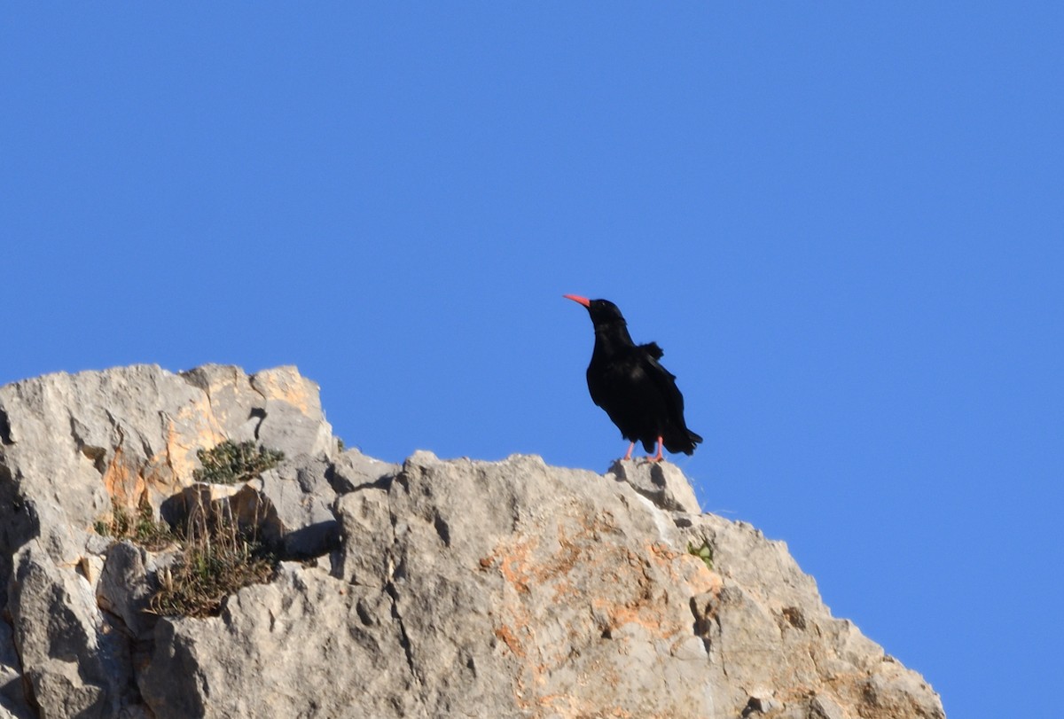 Red-billed Chough - ML581216901