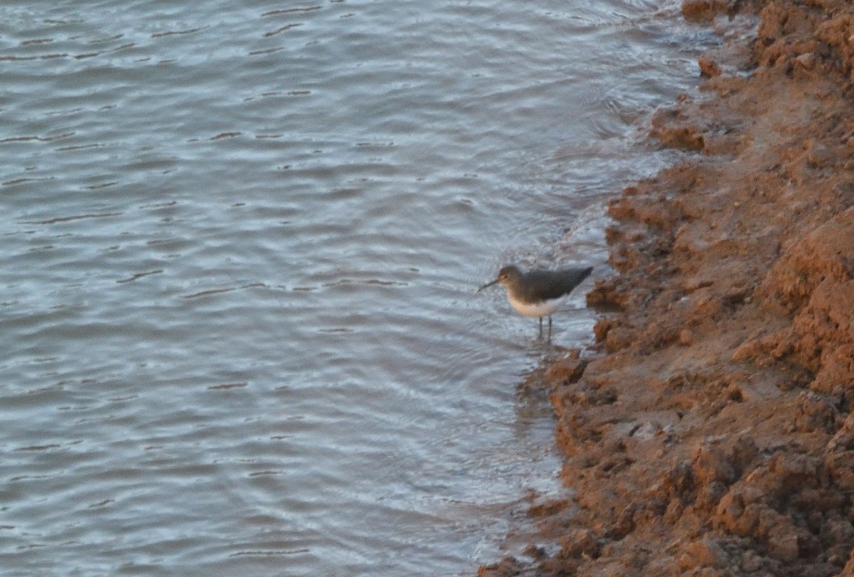 Green Sandpiper - Thomas Rickfelder