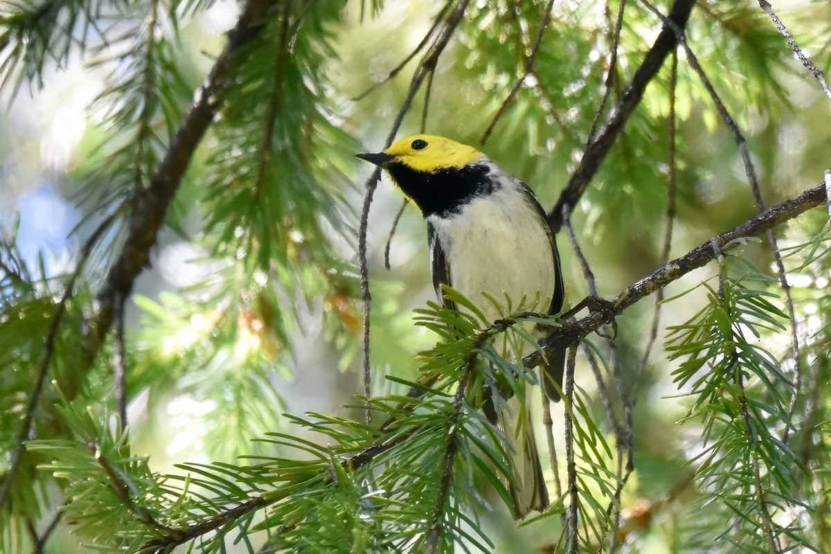 Hermit Warbler - George Gibbs