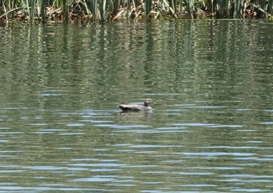 Gadwall - ML581217991