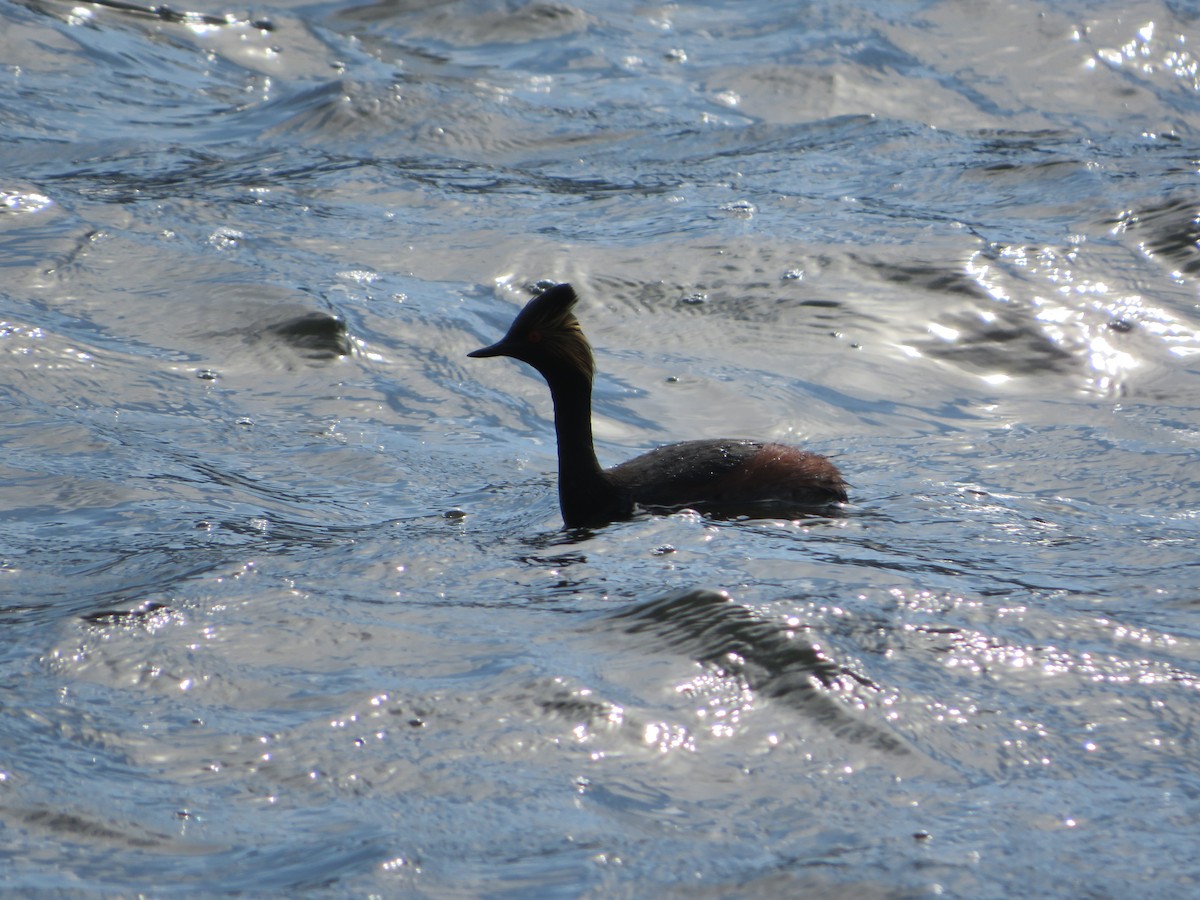 Eared Grebe - Frank Stearns