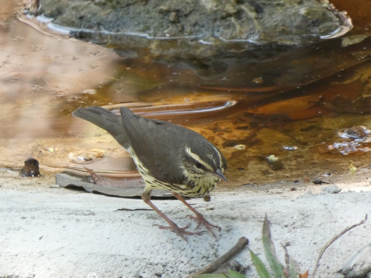 Northern Waterthrush - ML581218781