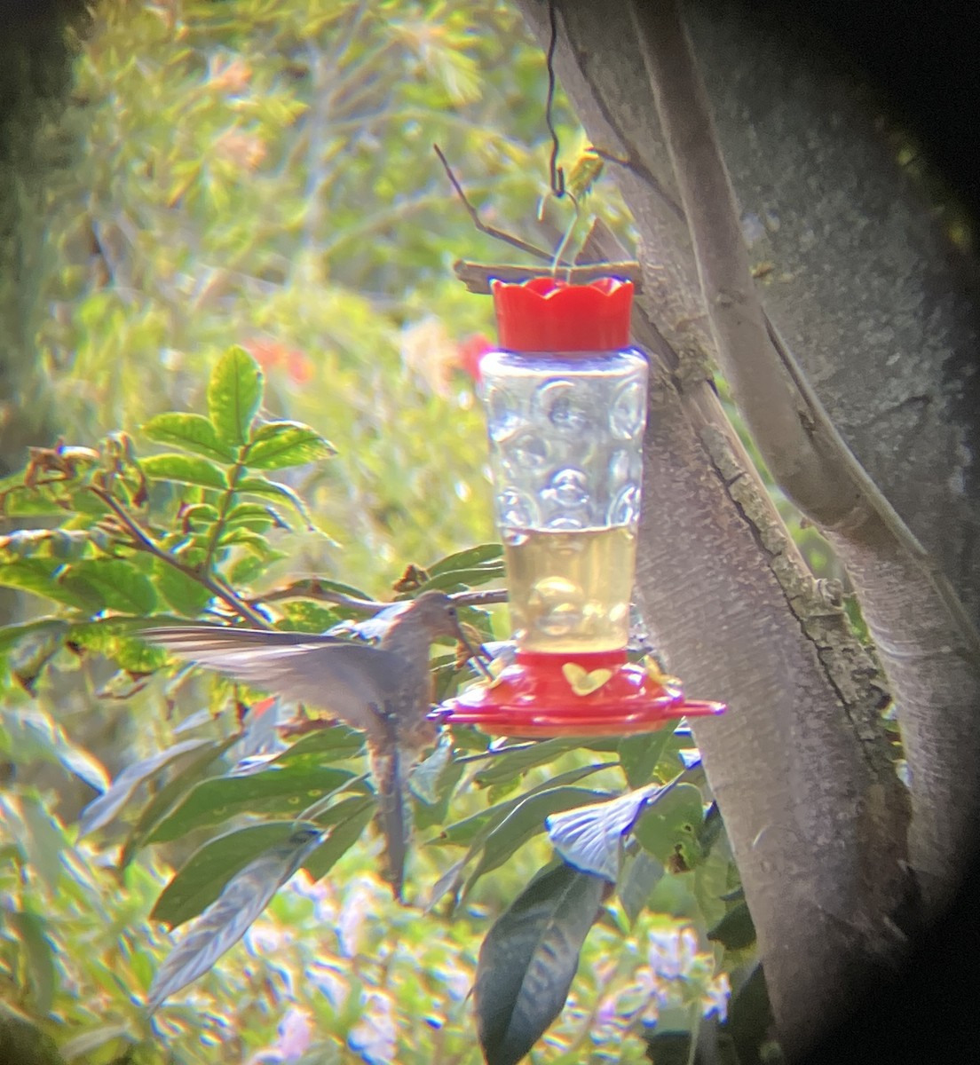 Giant Hummingbird - ML581219291