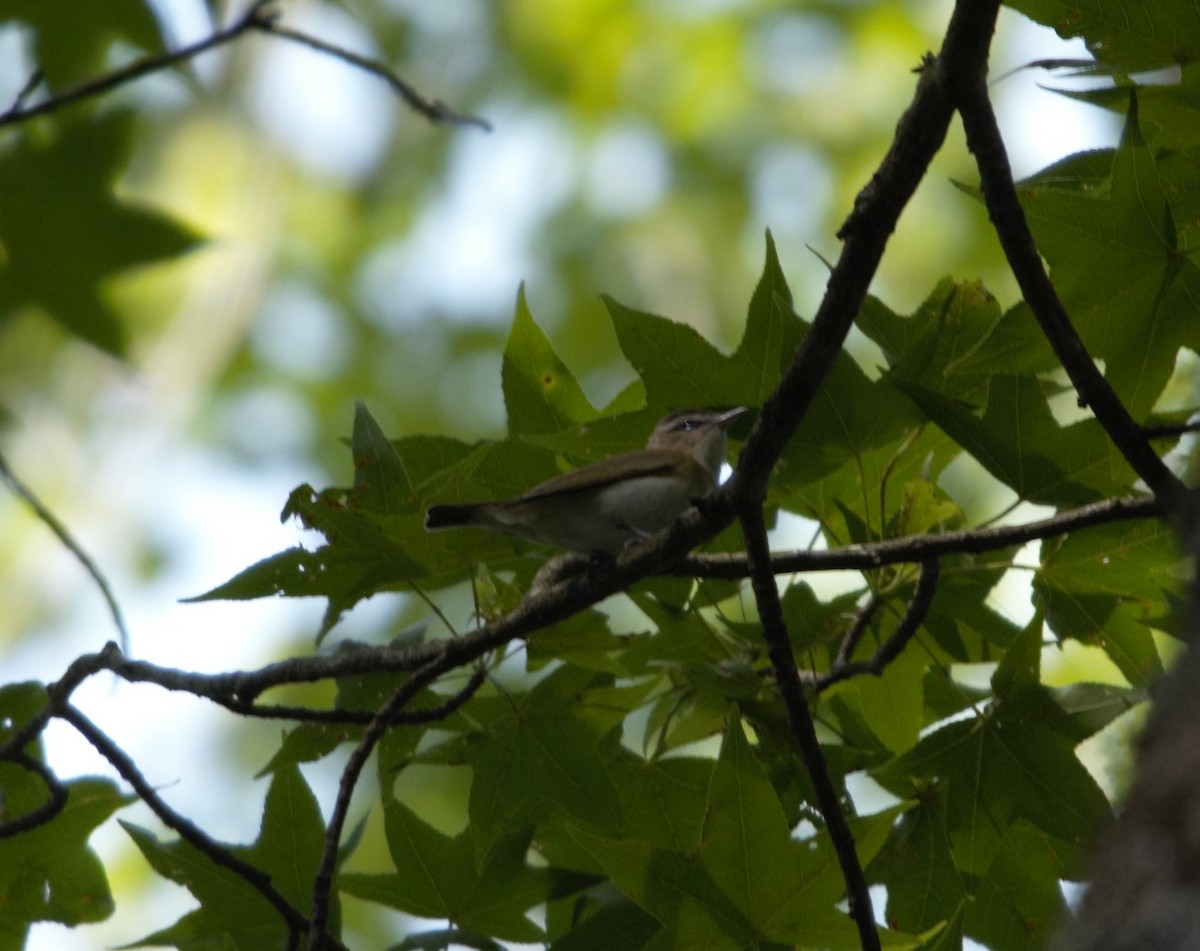 Red-eyed Vireo - ML581219871