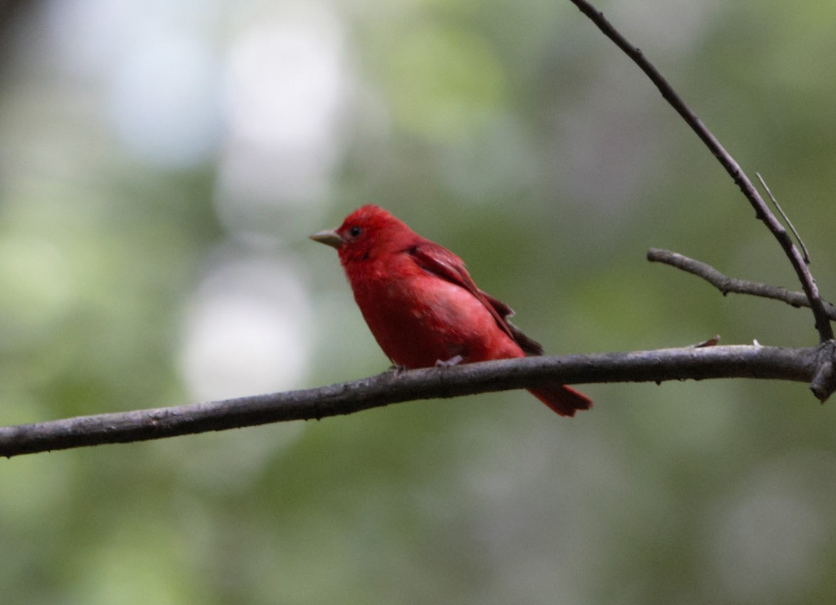 Summer Tanager - Gerald McMahan