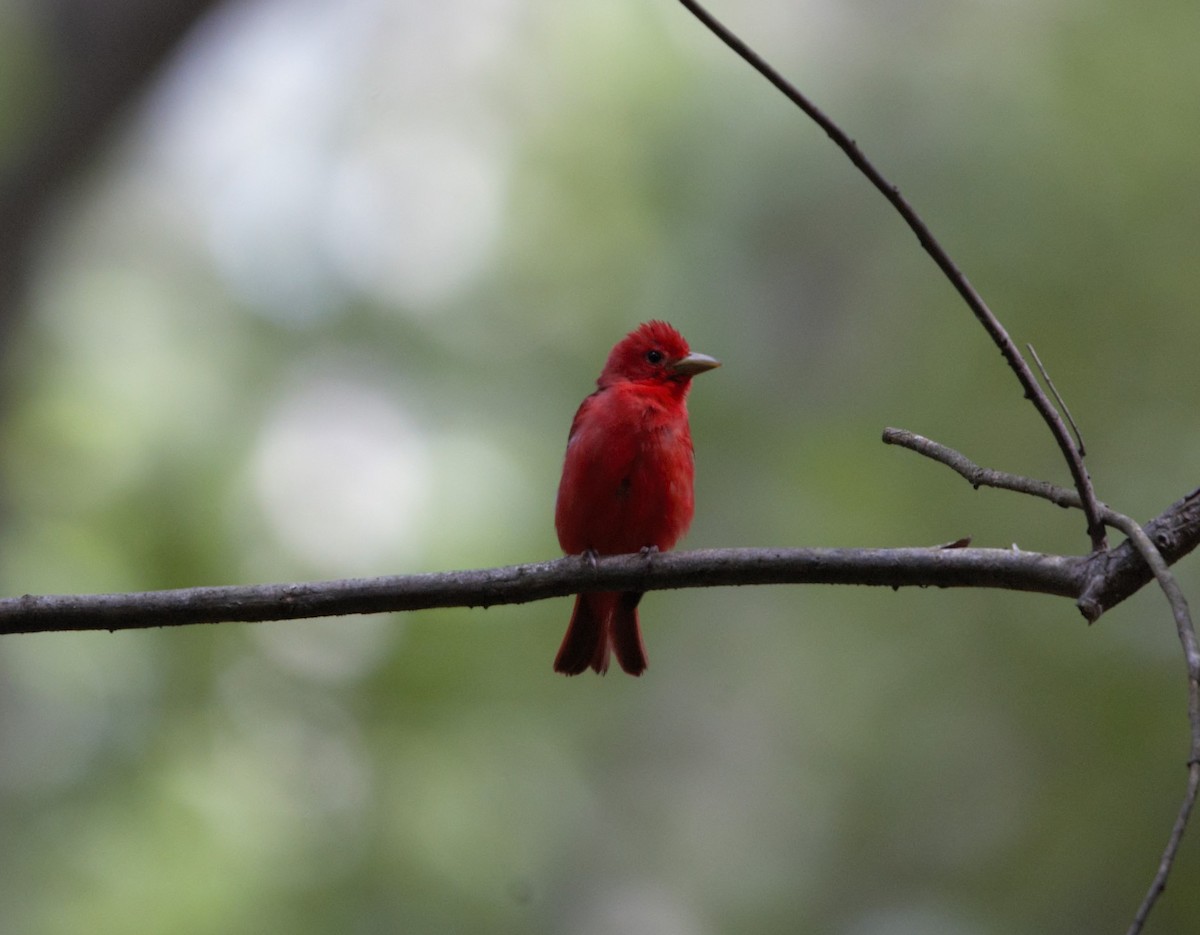 Summer Tanager - Gerald McMahan