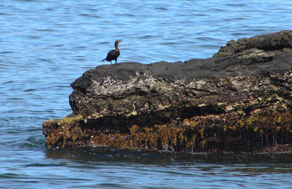 Neotropic Cormorant - ML581220351