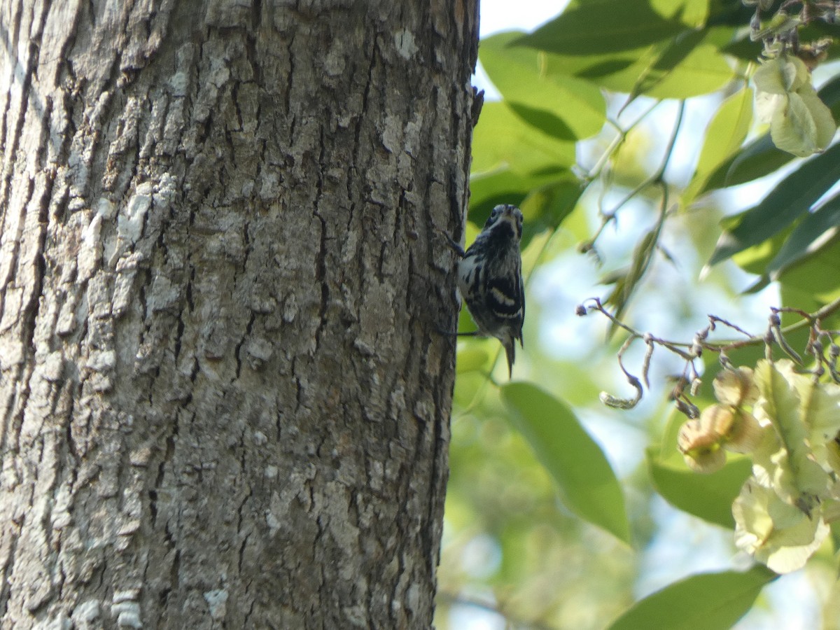 Black-and-white Warbler - ML581220791