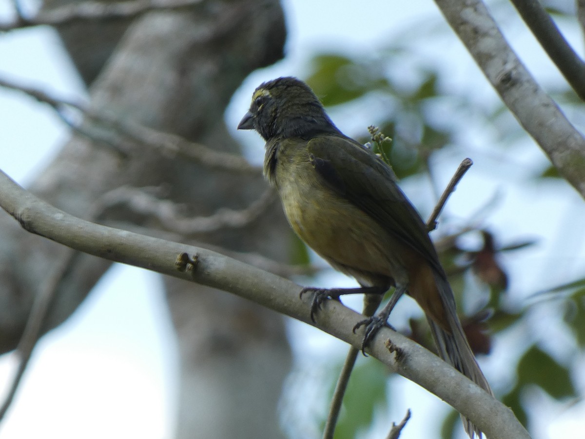 Cinnamon-bellied Saltator - ML581220891