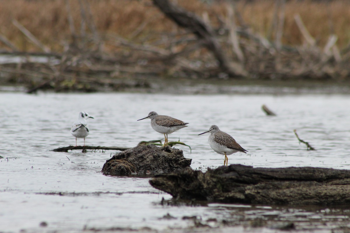 Greater Yellowlegs - ML581221311