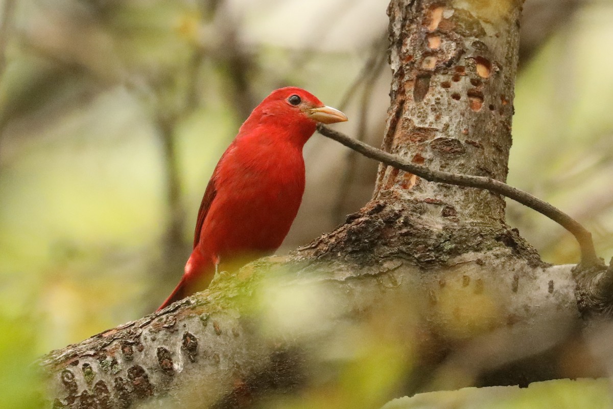 Summer Tanager - ML581221421