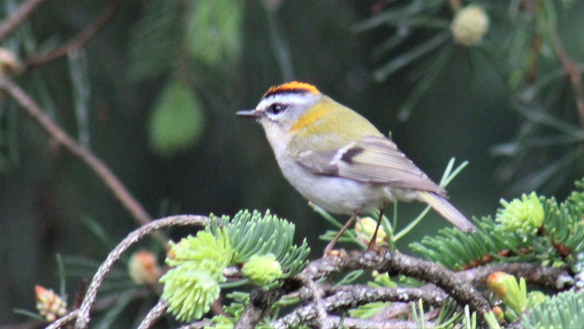 Common Firecrest - ML581222311