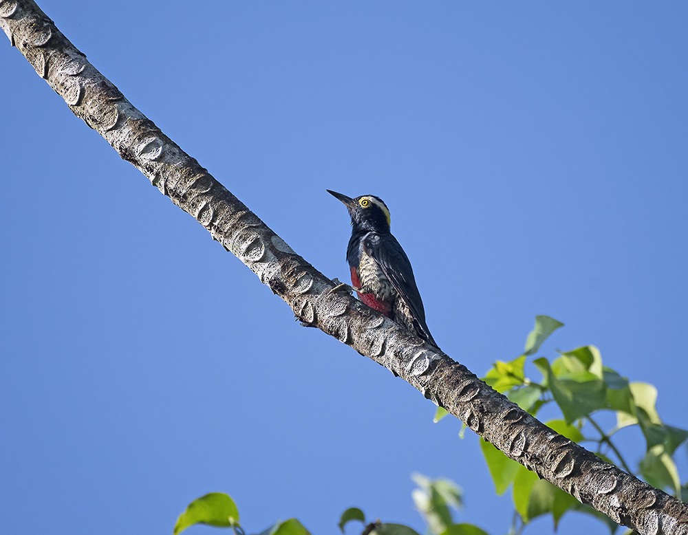 Yellow-tufted Woodpecker - ML581222451