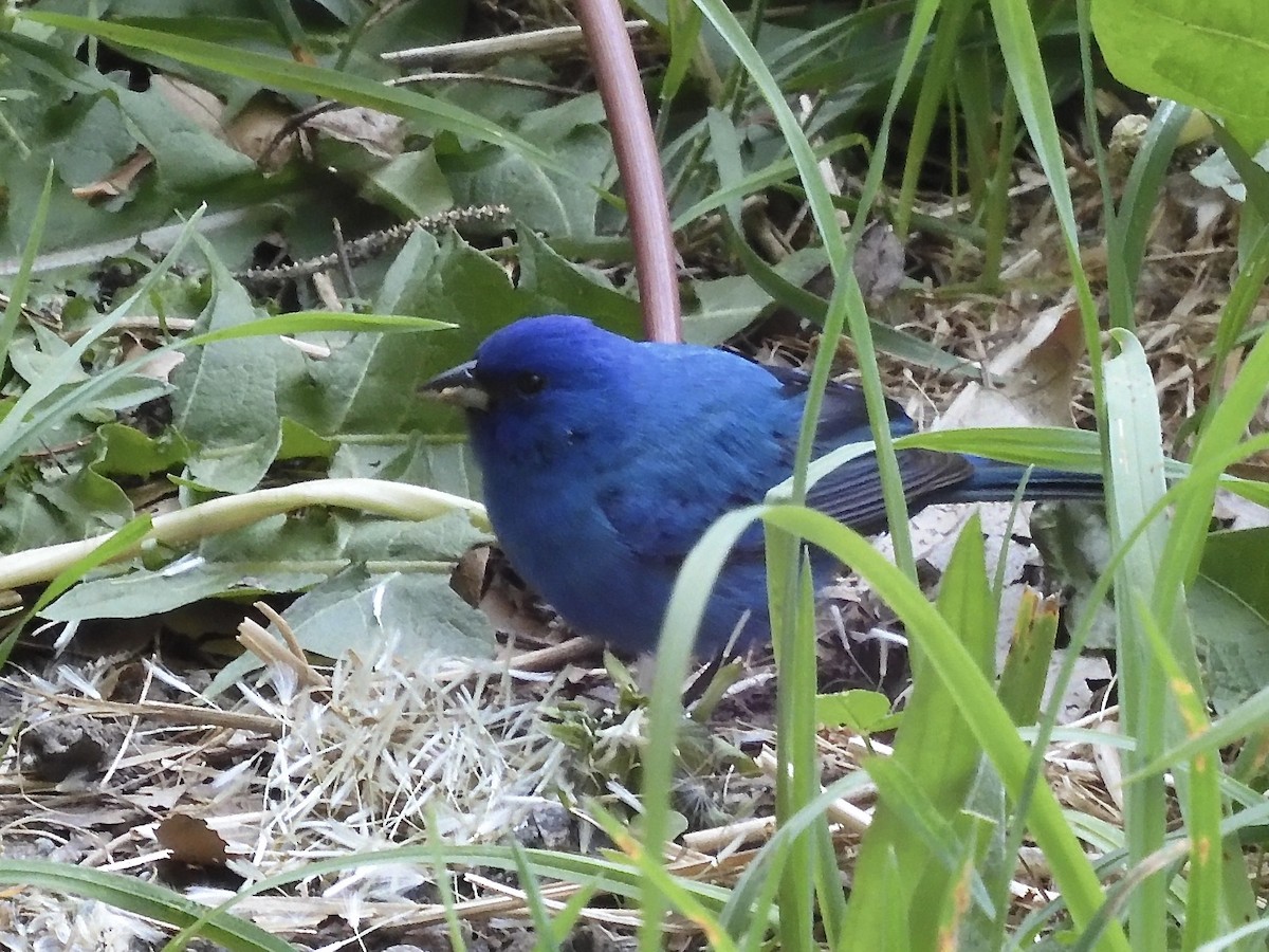 Passerin indigo - ML581222691