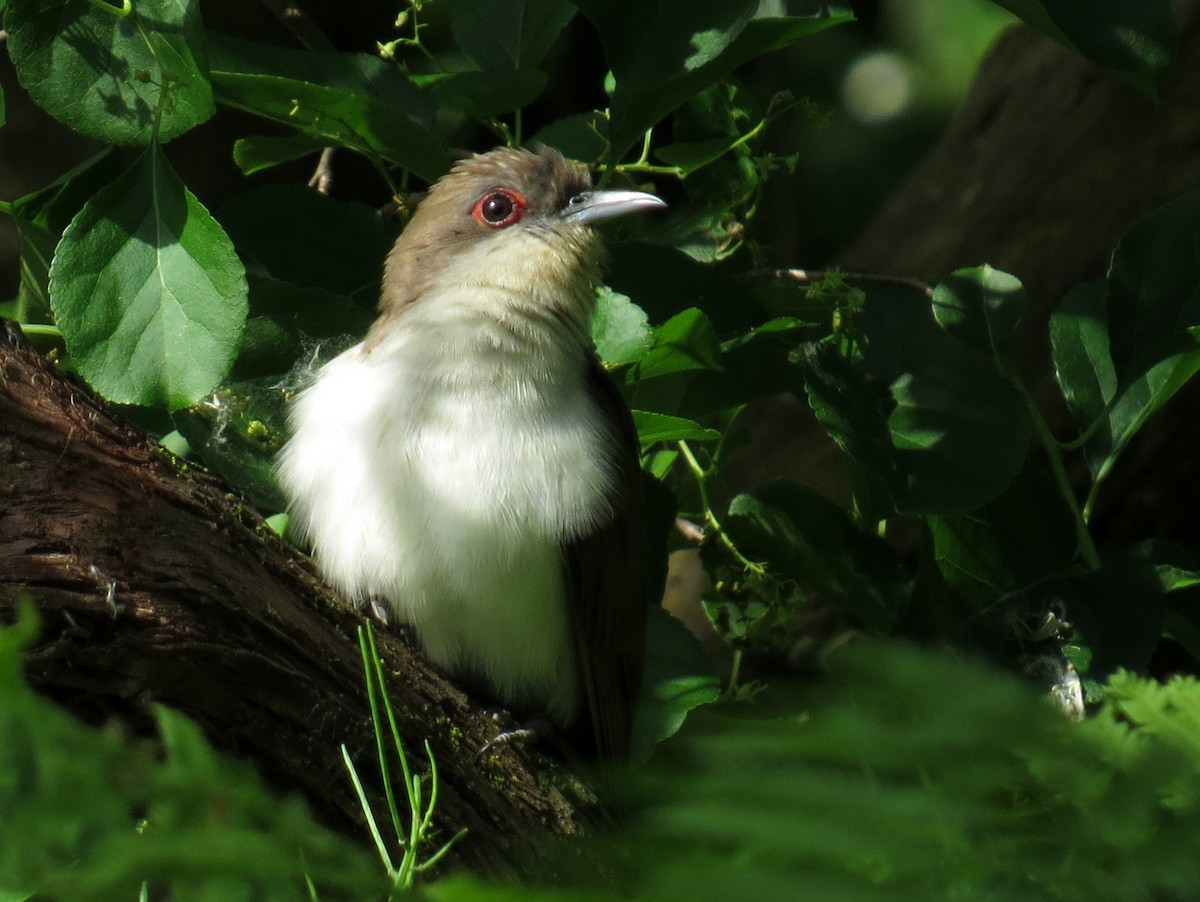 Black-billed Cuckoo - ML581222791