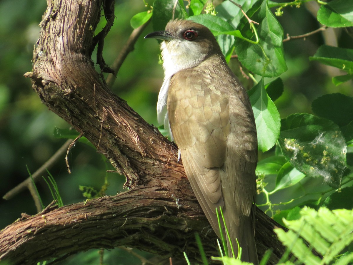 Black-billed Cuckoo - Scott Schwenk