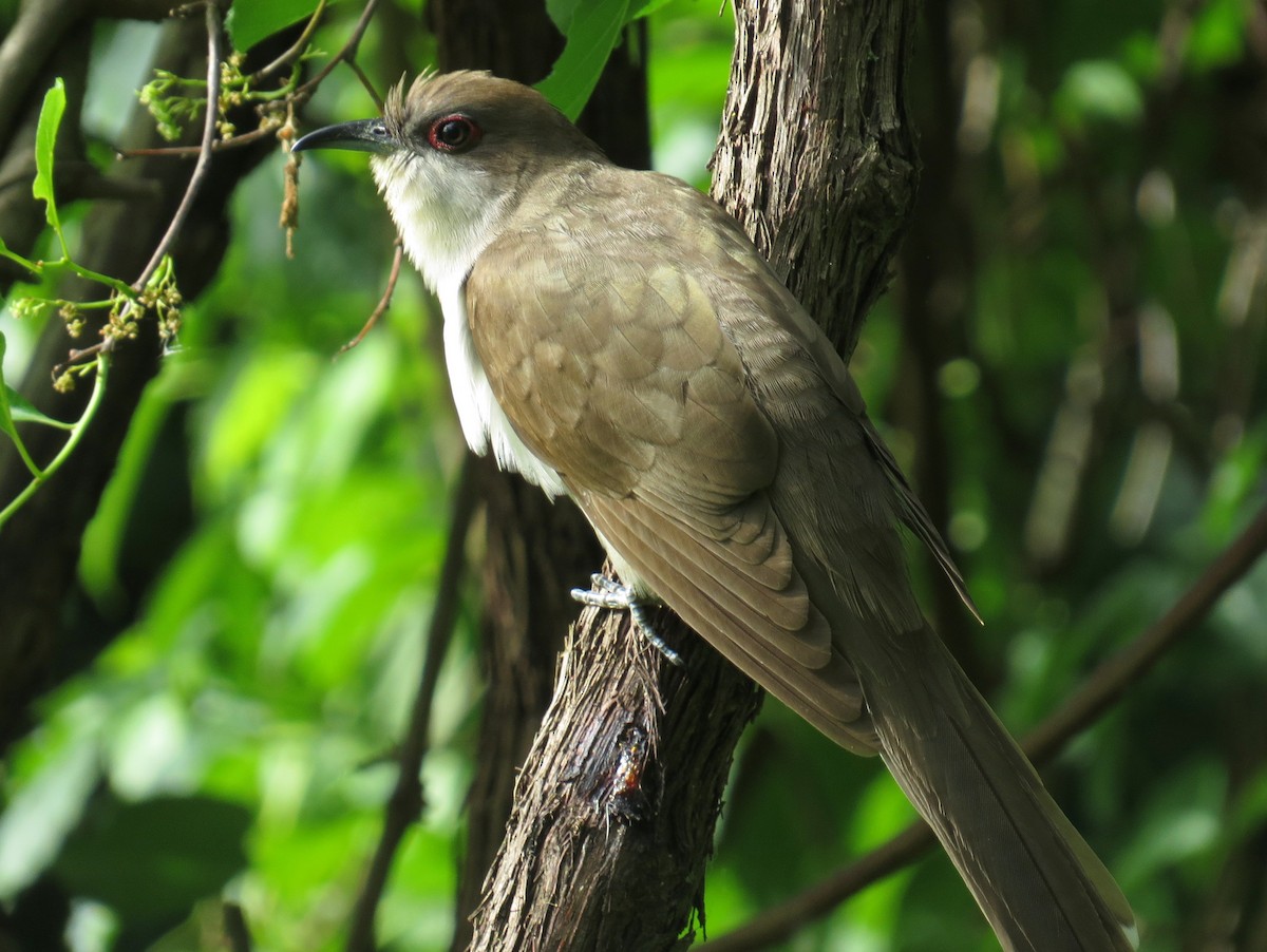 Black-billed Cuckoo - ML581222811