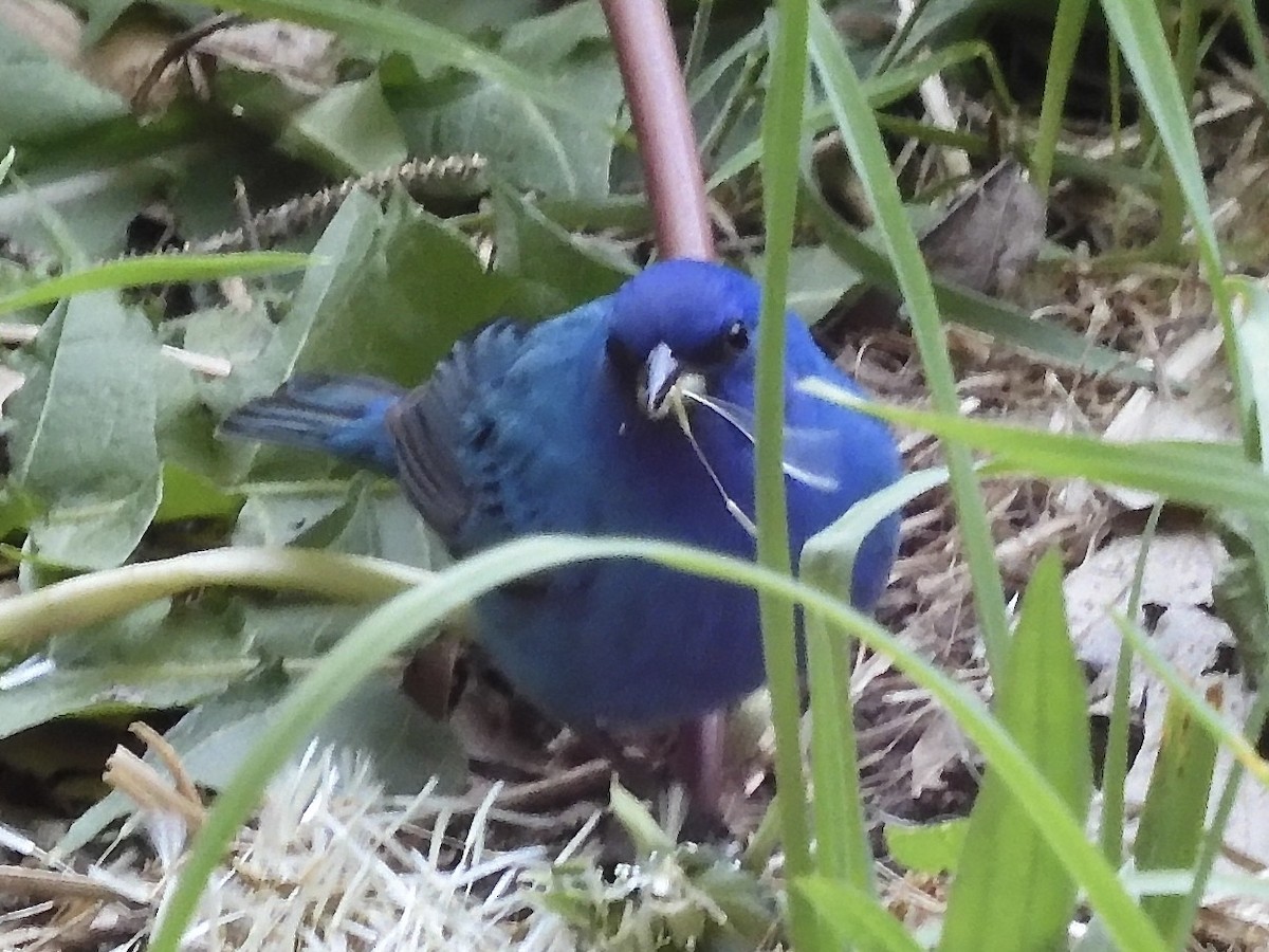 Passerin indigo - ML581222841