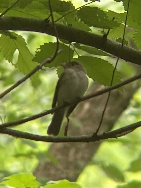 Acadian Flycatcher - ML581222931