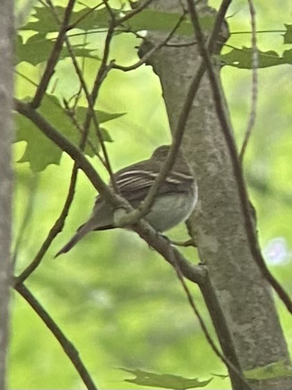 Acadian Flycatcher - ML581222941