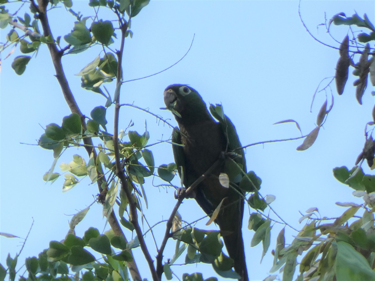 Olive-throated Parakeet - Donald Wellmann