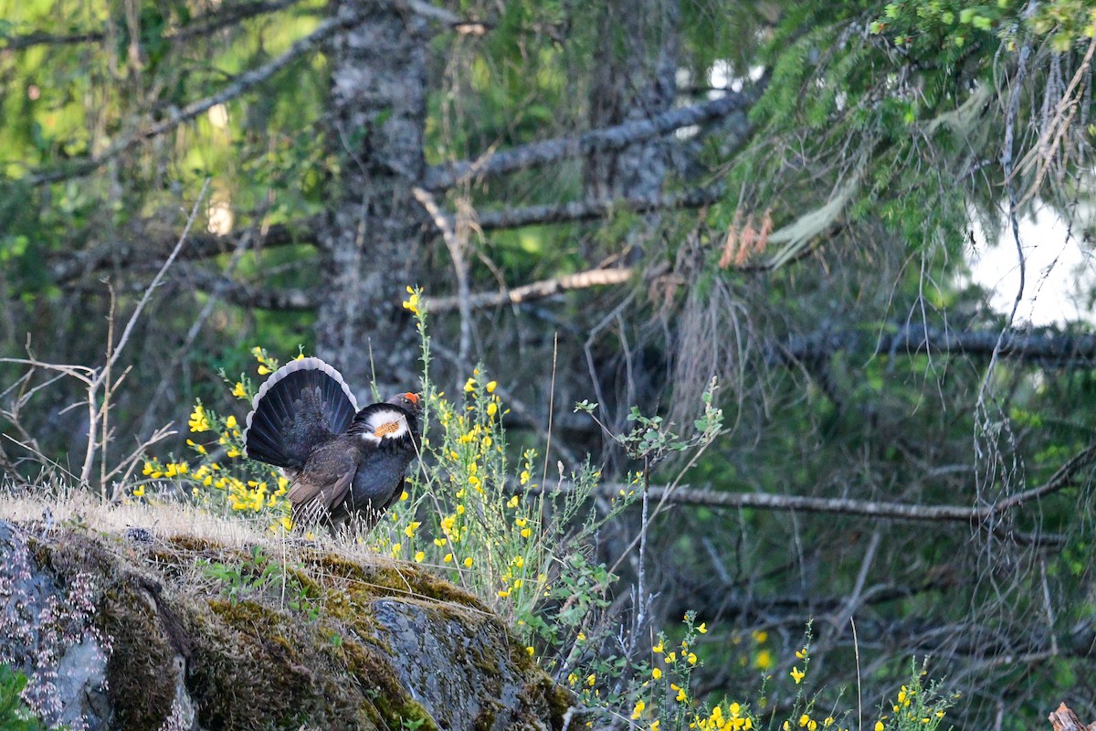 Sooty Grouse - ML581223251