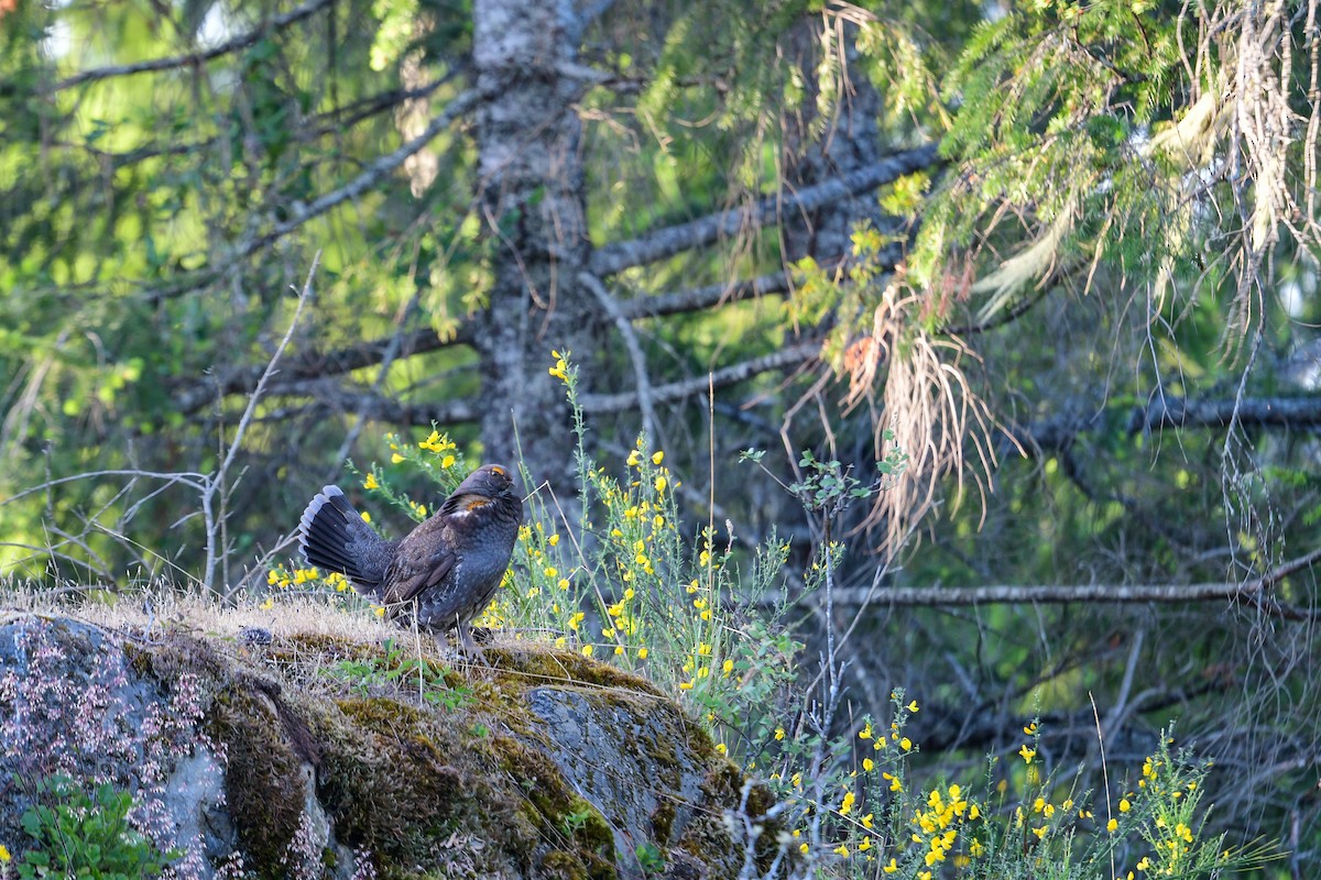 Sooty Grouse - ML581223271