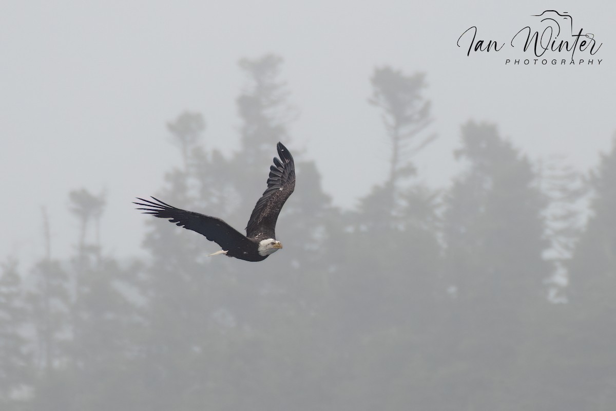 Bald Eagle - ML581223301