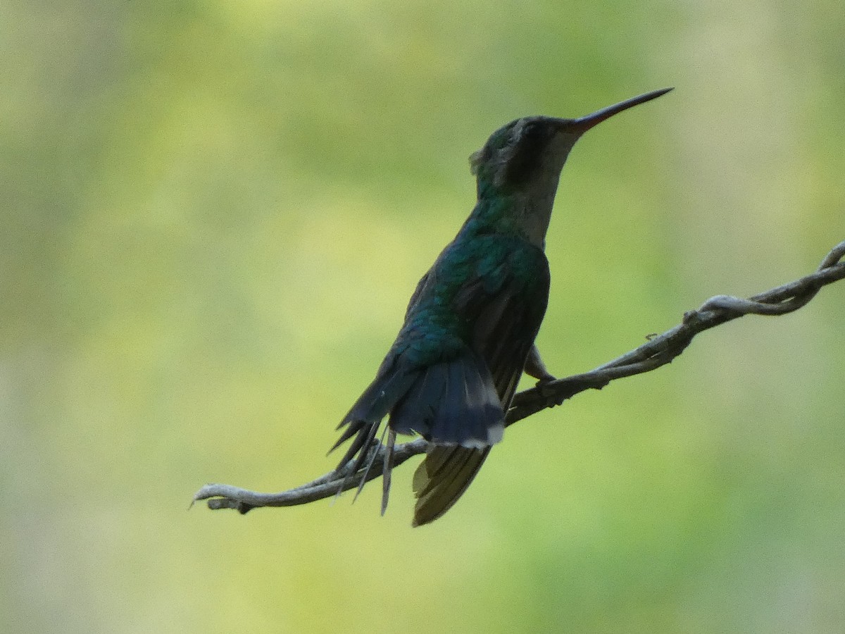 Canivet's Emerald - Donald Wellmann