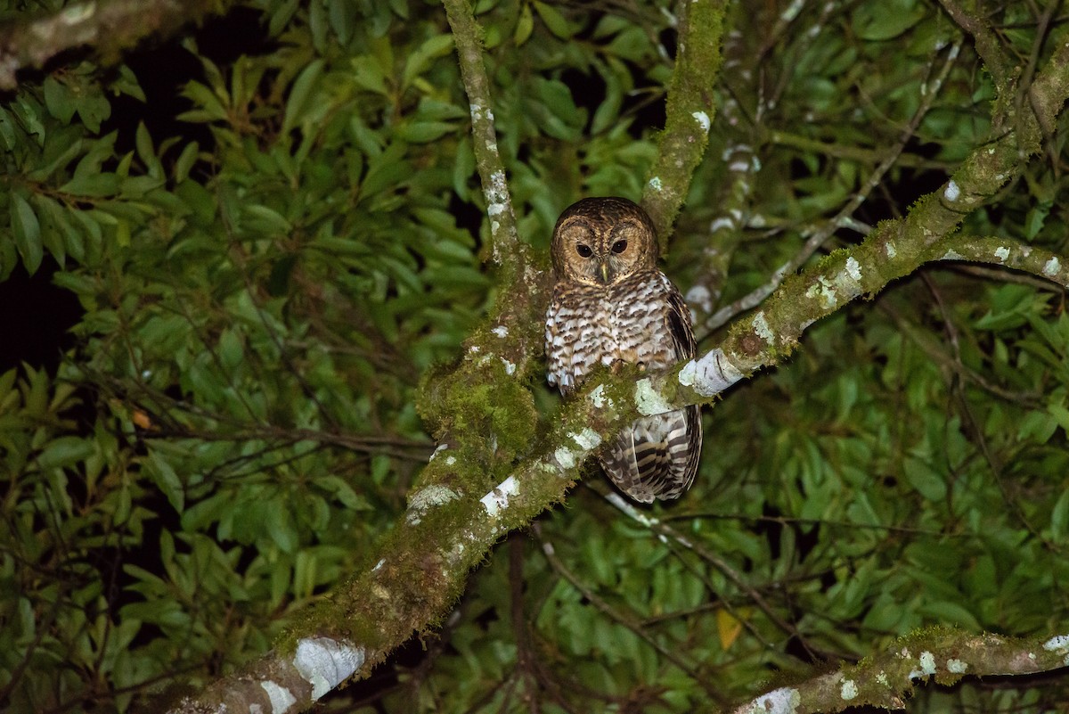 Rusty-barred Owl - ML581225531