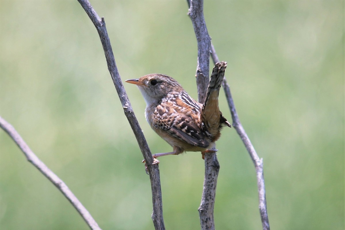 Sedge Wren - ML581226061