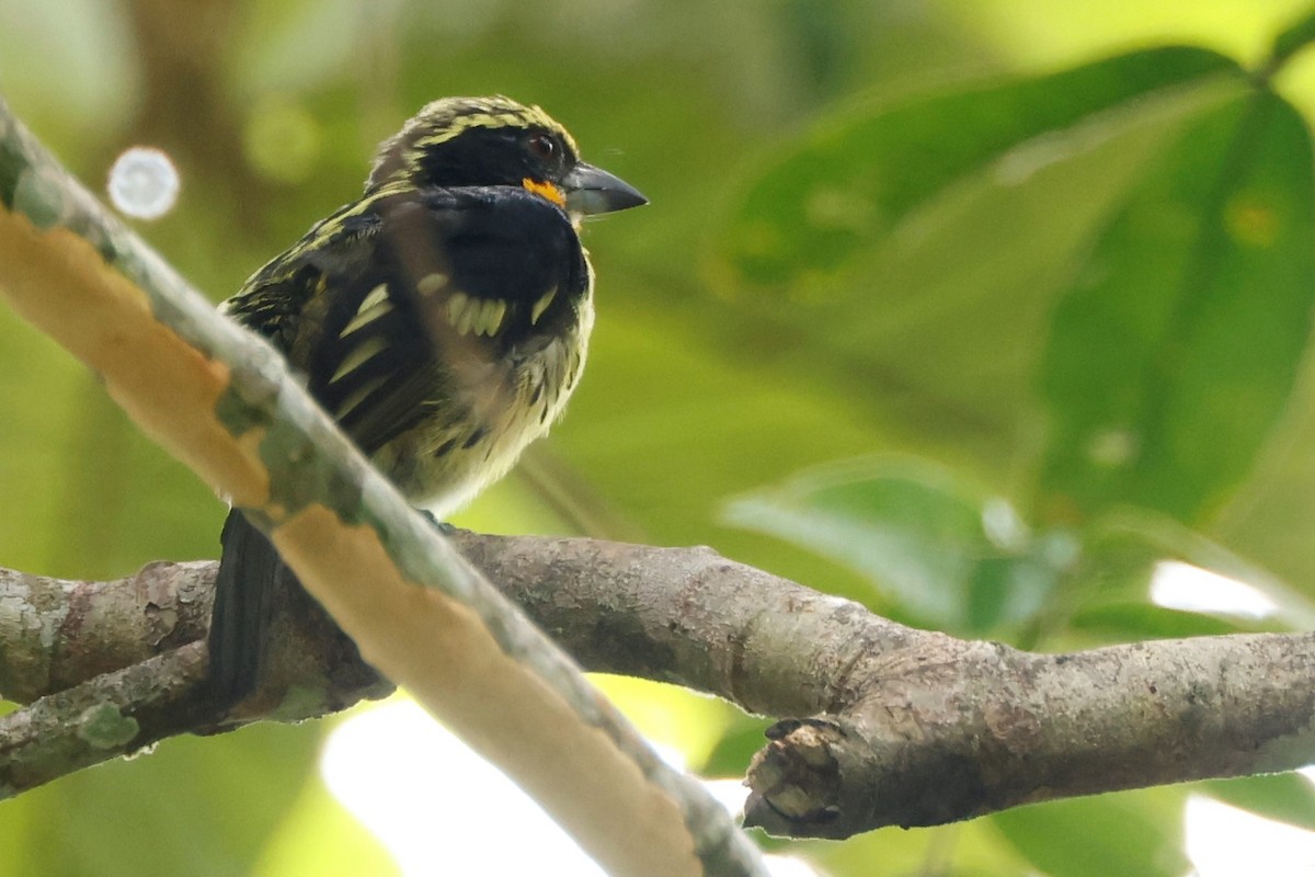 Yaldızlı Barbet - ML581226141