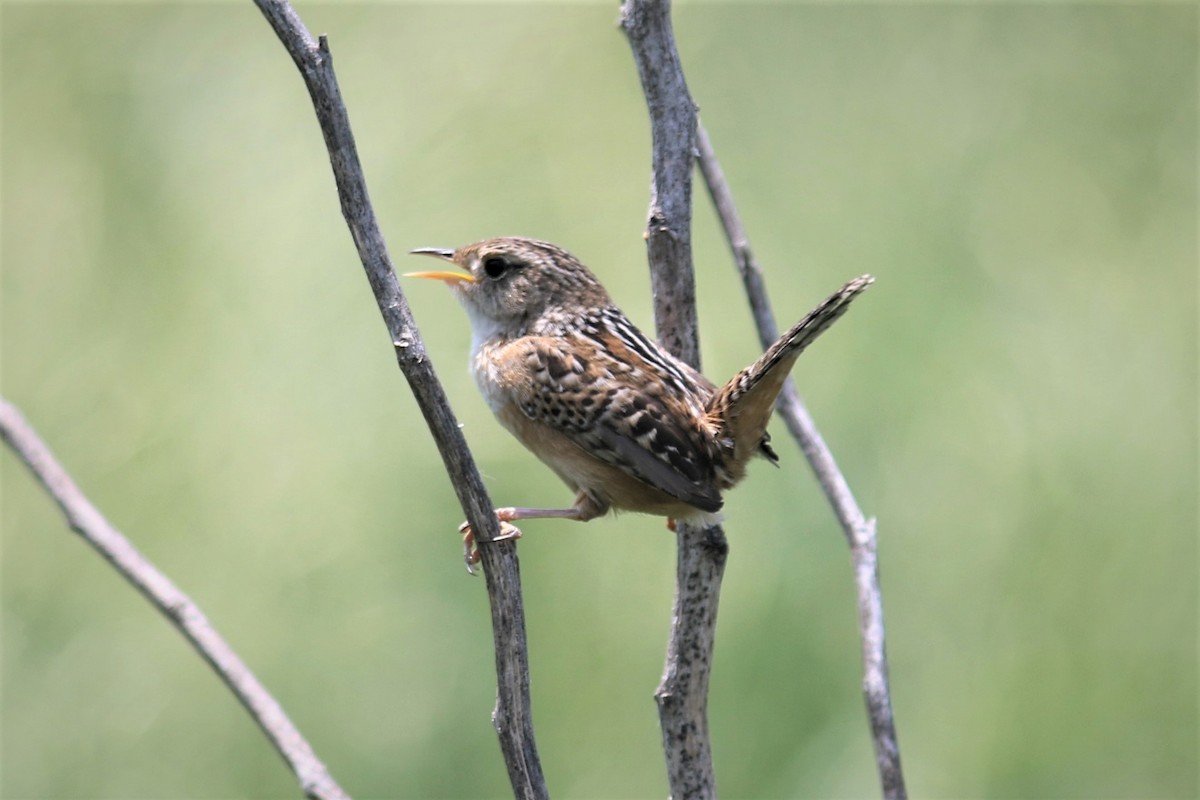 Sedge Wren - James Kerner