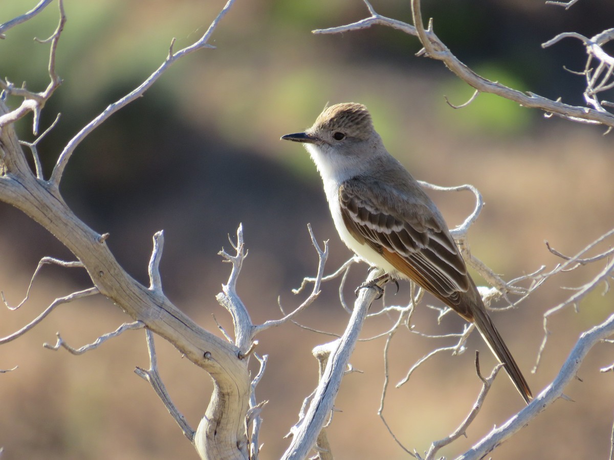 Ash-throated Flycatcher - ML581226601