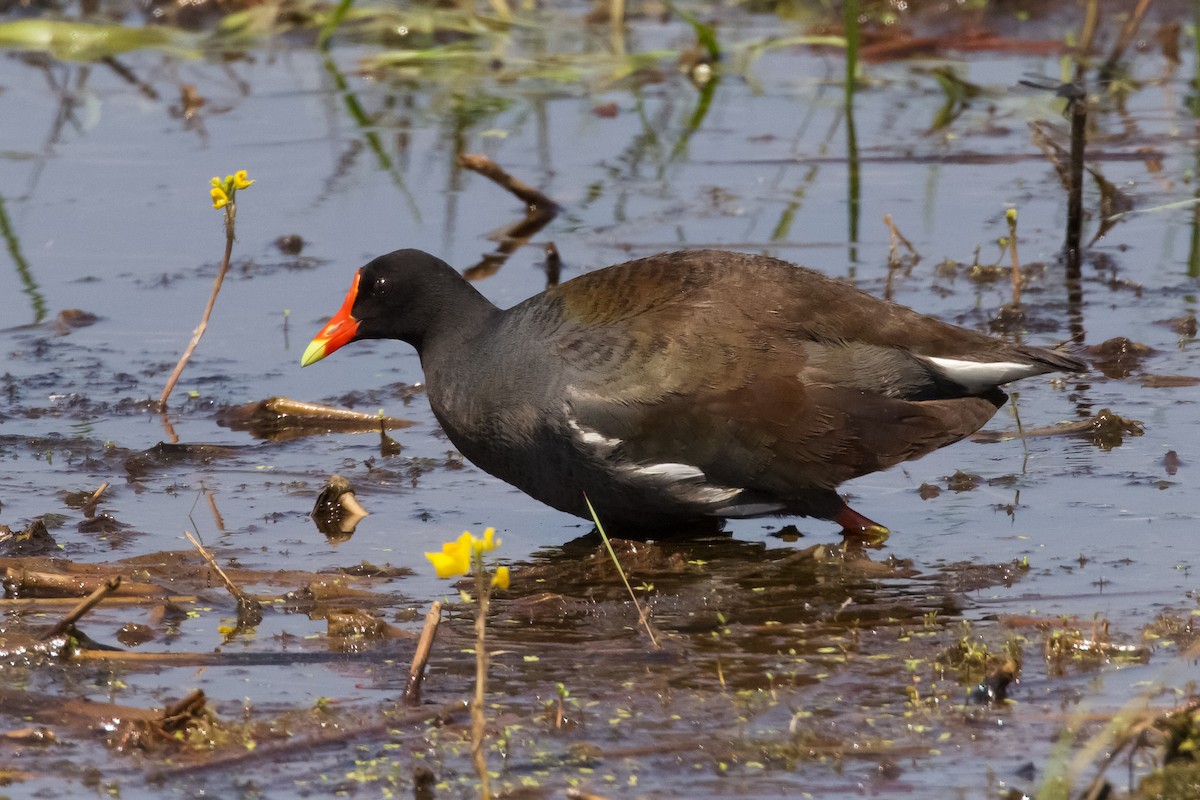 Gallinule d'Amérique - ML581226891